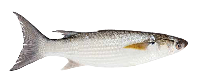 Grey Mullet (Valamugil seheli)